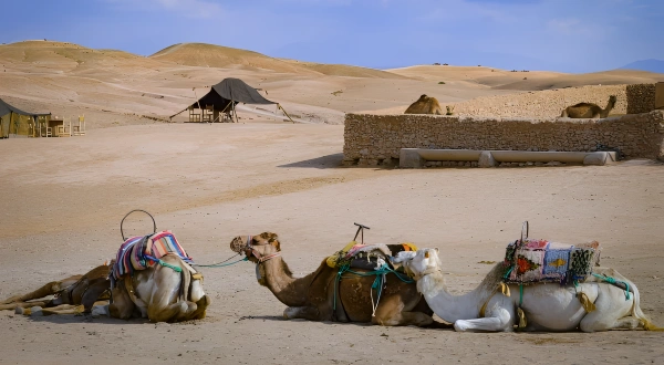 Balades Dromadaire Agafay