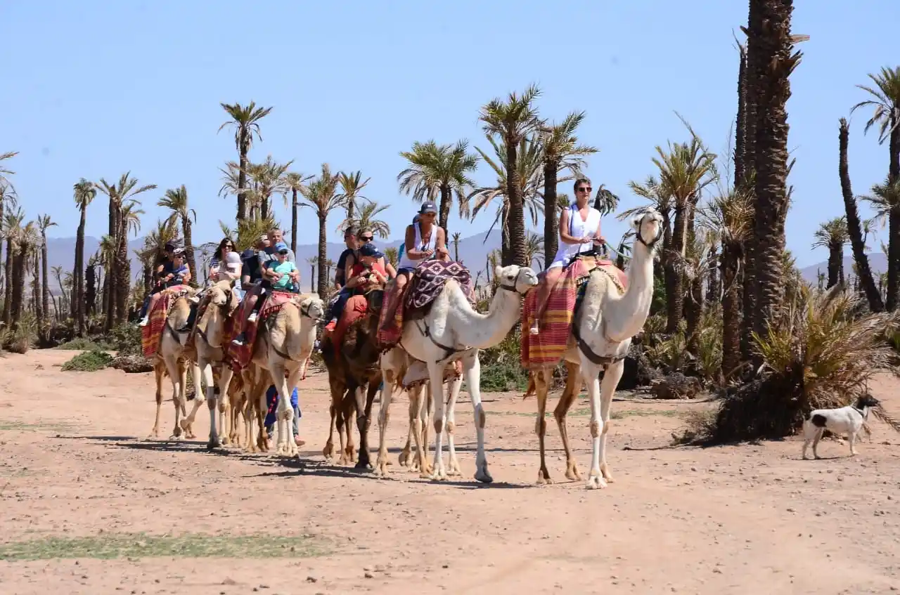 Camel Ride Palmeraie Marrakech